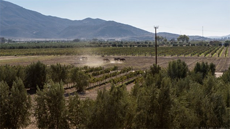 mexico pionner wine guadalupe valley 9